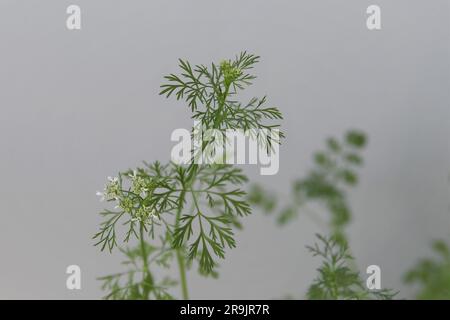 Nahaufnahme von Korianderblüten (Coriandrum sativum), die in Innenräumen gewachsen sind. Kraut isoliert auf grauem Hintergrund. Negativer Raum für Text im Querformat. Stockfoto