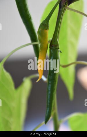 Zwei Chilischoten (Capsicum) auf einer Pflanze, eine grün und eine gelb. Lässt im Hintergrund. Hochformat. Geringe Feldtiefe. Stockfoto