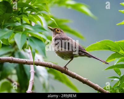 Ein Spectacled Thrush (Turdus nudigenis) hoch oben auf einer Ranch. Kolumbien, Südamerika. Stockfoto