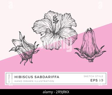 Handgezeichnete Vektorblüten Von Hibiscus Sabdariffa. Botanical Sketch Drawing (Botanische Skizze) mit einem isolierten farbigen Hintergrund Stock Vektor