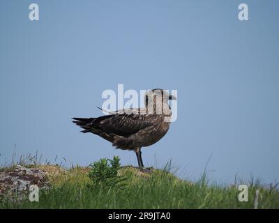 Bonxie sind große Raubtiere, die andere Vögel dazu bringen, ihre Fänge zu entschlacken, um sich selbst zu konsumieren. Sie werden auch Vögel und Küken zum Essen töten. Stockfoto