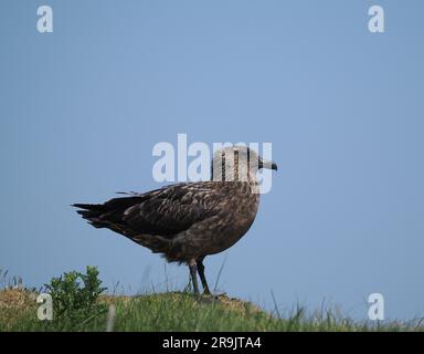 Bonxie sind große Raubtiere, die andere Vögel dazu bringen, ihre Fänge zu entschlacken, um sich selbst zu konsumieren. Sie werden auch Vögel und Küken zum Essen töten. Stockfoto