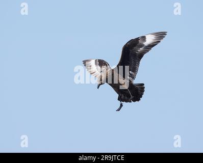 Bonxie sind große Raubtiere, die andere Vögel dazu bringen, ihre Fänge zu entschlacken, um sich selbst zu konsumieren. Sie werden auch Vögel und Küken zum Essen töten. Stockfoto