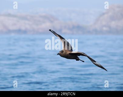 Bonxie sind große Raubtiere, die andere Vögel dazu bringen, ihre Fänge zu entschlacken, um sich selbst zu konsumieren. Sie werden auch Vögel und Küken zum Essen töten. Stockfoto