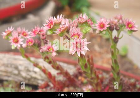 Rote Stubenfüße, Sempervivum, wächst in einem Garten, Szigethalom, Ungarn Stockfoto