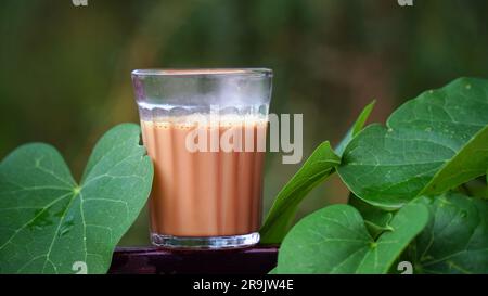 Tee mit frischer Milch oder indisches Kadak Chai. Stockfoto
