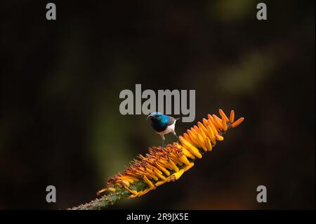 Ein Weißbauch-Sonnenvogel, Cinnyris-Talatala, hoch oben auf einer Aloe-Blume. Stockfoto