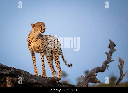 Ein männlicher Gepard, Acinonyx jubatus, steht auf einem gefallenen Baum. Stockfoto