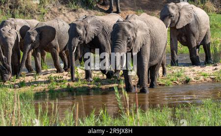 Eine Elefantenherde, Loxodonta africana, die durch ein Flussbett läuft. Stockfoto