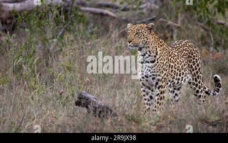 Ein Leopard, Panthera Pardus, der durch langes Gras läuft. Stockfoto