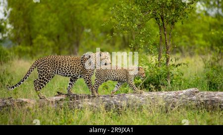Ein Leopard und ihr Junges, Panthera pardus, klettern auf einen Baum. Stockfoto