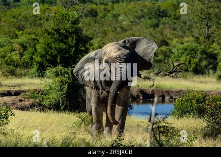 Ein Elefant, Loxodonta africana, schüttelt seinen Kopf. Stockfoto