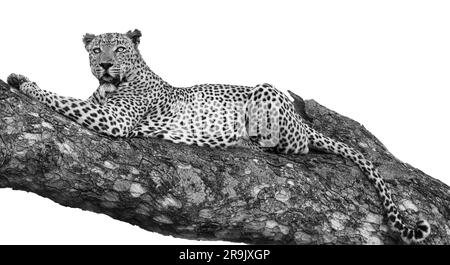 Ein männlicher Leopard, Panthera pardus, ruht in einem Marula-Baum, Sclerocarya Birrea, und schaut sich um. Stockfoto