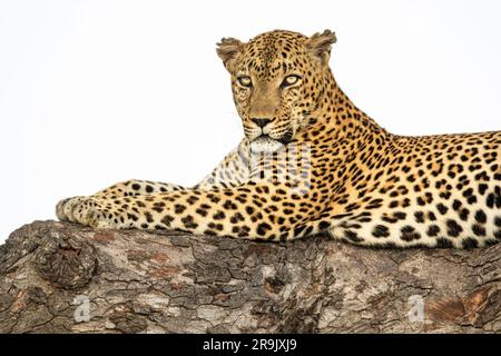 Ein männlicher Leopard, Panthera pardus, ruht in einem Marula-Baum, Sclerocarya Birrea, und schaut sich um. Stockfoto