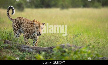 Ein männlicher Leopard, Panthera Pardus, der auf einem Baumstamm läuft und den Schwanz nach oben schwingt. Stockfoto