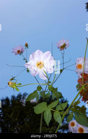 Dahlia imperialis Blätter und Blumen Stockfoto