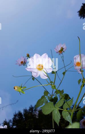 Dahlia imperialis Blätter und Blumen Stockfoto
