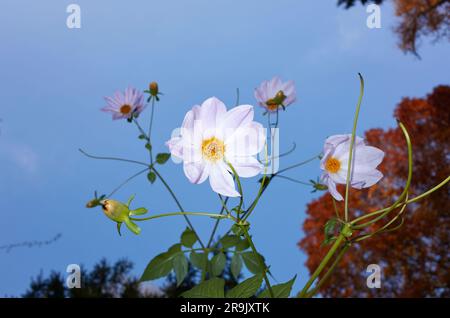 Dahlia imperialis Blätter und Blumen Stockfoto