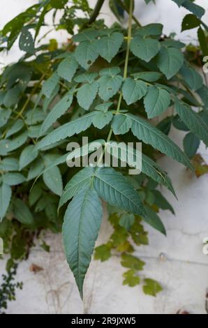 Dahlia imperialis Blätter und Blumen Stockfoto