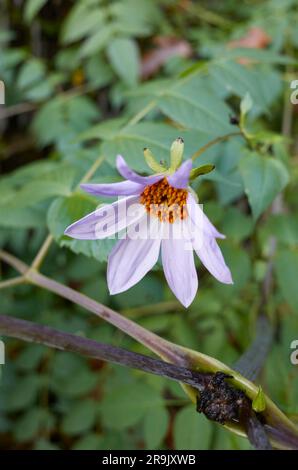 Dahlia imperialis Blätter und Blumen Stockfoto