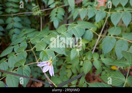 Dahlia imperialis Blätter und Blumen Stockfoto