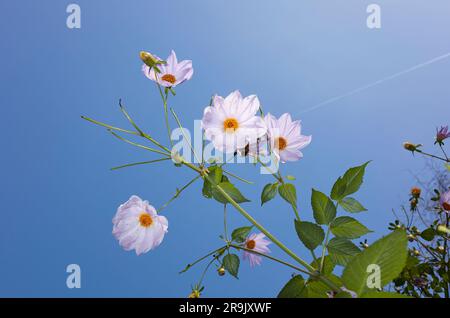 Dahlia imperialis Blätter und Blumen Stockfoto
