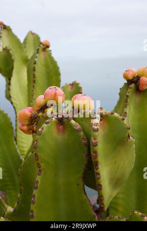 Euphorbia-abyssinica-Ast, Nahaufnahme Stockfoto