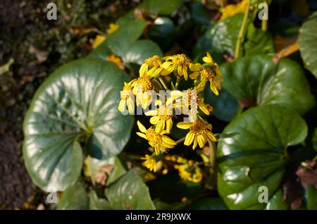 Farfugium japonica gelbe Blüten Stockfoto