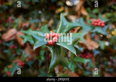 Ast des Ileus aquifolium in Nahaufnahme Stockfoto