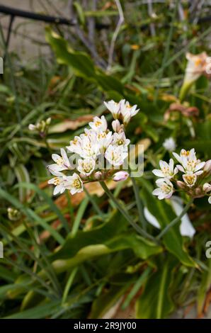 Nothoscordum gracile weiße Blüte Nahaufnahme Stockfoto