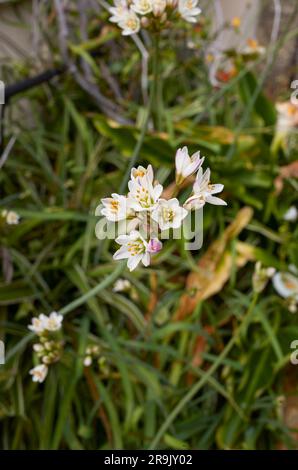 Nothoscordum gracile weiße Blüte Nahaufnahme Stockfoto