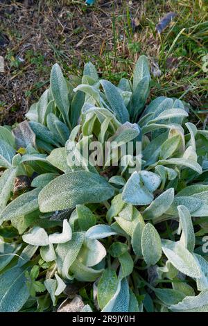 Stachys byzantina hairy leaves close up Stockfoto