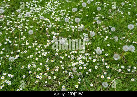 Feld mit grünem Gras und blühenden Gänseblümchen und Löwenzahn, ein Rasen im Frühling. Stockfoto