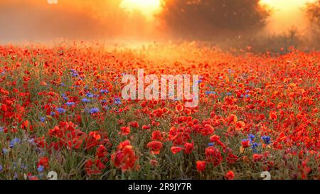 Ein nebiger Sonnenaufgang auf einem Mohnfeld in Dänemark Stockfoto