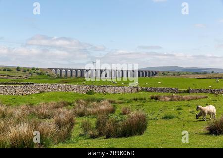 Blick über das Ackerland am Ribblehead Viaduct an einem heißen Sommertag. Trockenmauer um eine Schafwiese. North Yorkshire Dales von ihrer besten Seite. Stockfoto