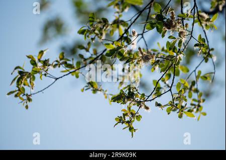 Silberne weiße Haare die Blätter einer weißen Weide, die am Ufer des Flusses Towy, Carmarthenshire, Wales, Großbritannien, wächst Stockfoto