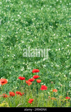 Feldmohn wächst am Rande des Feldes, Lincolnshire, England, Großbritannien Stockfoto