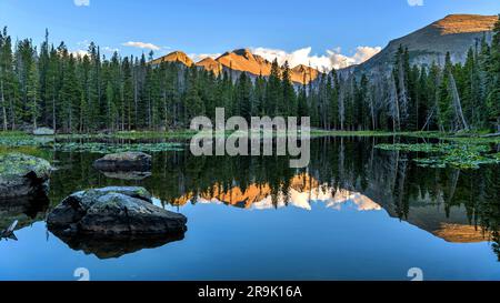 Longs Peak am Nymph Lake - Ein Panorama des majestätischen Longs Peak mit goldenem Sonnenuntergang auf dem Gipfel, der sich im blauen Nymph Lake spiegelt. RMNP, CO, USA. Stockfoto