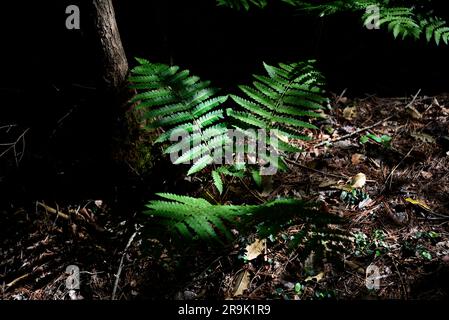 Zimtfarne (Osmunda cinnamomea) wachsen im Jefferson National Forest im Südwesten von Virginia, USA. Stockfoto