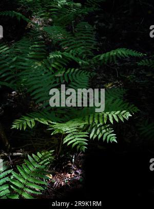 Zimtfarne (Osmunda cinnamomea) wachsen im Jefferson National Forest im Südwesten von Virginia, USA. Stockfoto