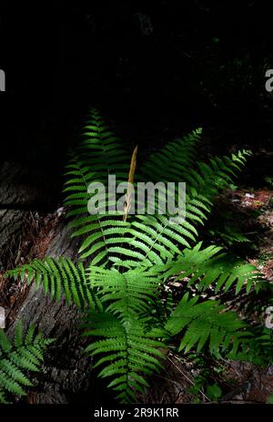 Zimtfarne (Osmunda cinnamomea) wachsen im Jefferson National Forest im Südwesten von Virginia, USA. Stockfoto