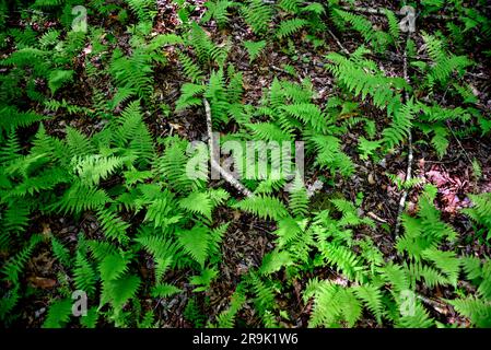 Zimtfarne (Osmunda cinnamomea) wachsen im Jefferson National Forest im Südwesten von Virginia, USA. Stockfoto