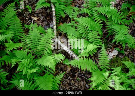 Zimtfarne (Osmunda cinnamomea) wachsen im Jefferson National Forest im Südwesten von Virginia, USA. Stockfoto