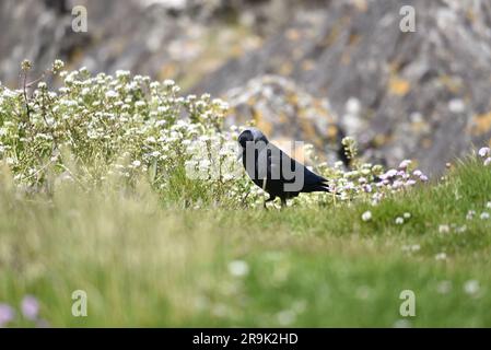 WESTERN Jackdaw (Corvus monedula) im linken Profil mit dem Kopf auf der Insel man, Großbritannien, zum Boden geneigt vor Küstenfelsen und Wildblumen Stockfoto