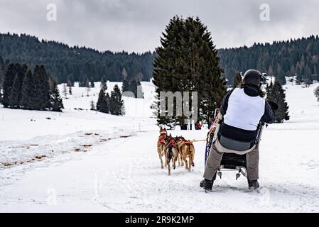 Schlittenhund-Szene während eines Wettkampfs Stockfoto