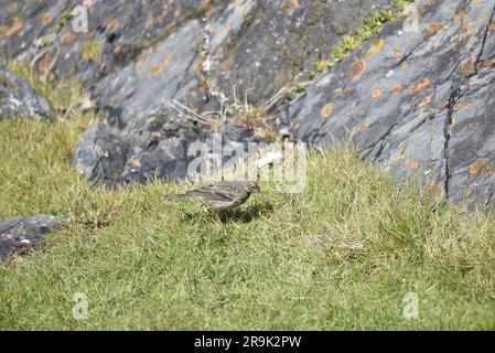 Eurasische Felsenpfeife (Anthus petrosus) im rechten Profil mit geneigtem Kopf zum Boden gegen eine Küste. Lichen Covered Rocks Hintergrund Stockfoto