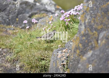 Rechtes Profilbild einer eurasischen Felsenpfeife (Anthus petrosus), die auf dem Gras zwischen Küstenfelsen mit Lichen und Thrift Flowers in Großbritannien zuhört Stockfoto