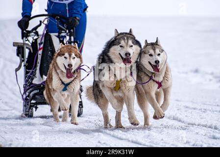 Schlittenhund-Szene während eines Wettkampfs Stockfoto