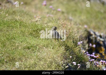 Eurasian Rock Pipit (Anthus petrosus) auf Gras und Thrift, mit Blick auf die Kamera, mit dem Kopf rechts vom Bild, aufgenommen auf der Isle of man, Großbritannien Stockfoto