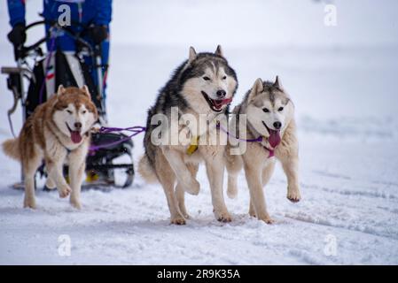 Schlittenhund-Szene während eines Wettkampfs Stockfoto